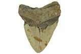 Bargain, Fossil Megalodon Tooth - North Carolina #376907-2